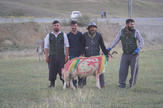 Koçlar süslendi koyun sürüsüne bırakıldı
